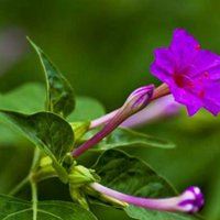 漂亮茉莉花微信头像|浅紫色微信头像