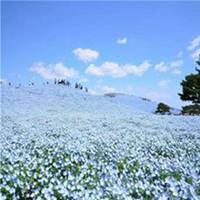 漂亮茉莉花微信头像|浅紫色微信头像