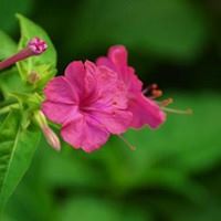漂亮茉莉花微信头像|浅紫色微信头像