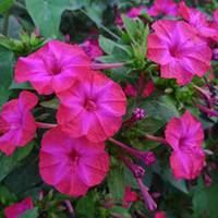漂亮茉莉花微信头像|浅紫色微信头像