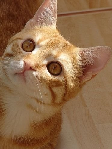可爱的猫咪大全图片