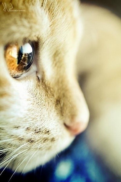 可爱的猫咪大全图片