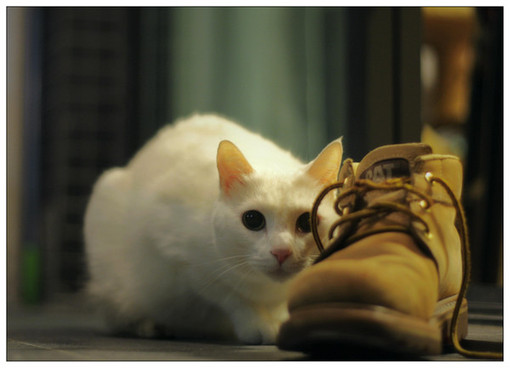 可爱的猫咪大全图片