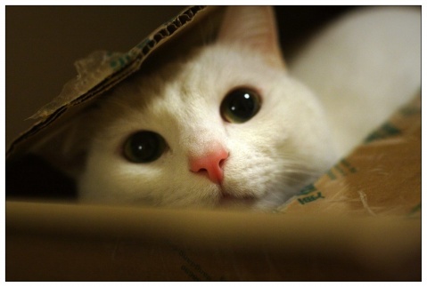 可爱的猫咪大全图片
