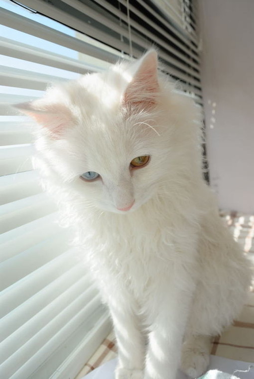  可爱的猫咪大全图片之二  