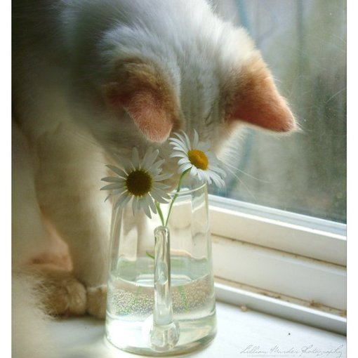  可爱的猫咪大全图片之二  
