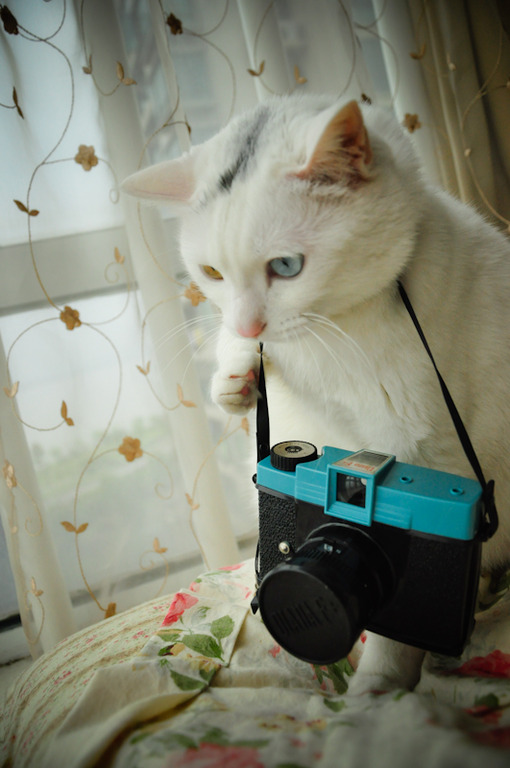  可爱的猫咪大全图片之二  