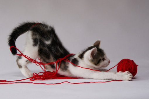  可爱的猫咪大全图片之二  