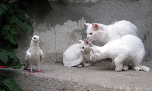  可爱的猫咪大全图片之二  