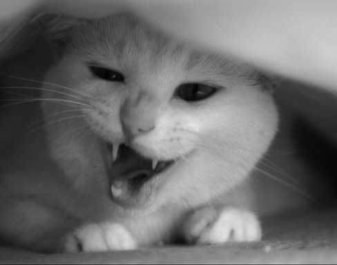  可爱的猫咪大全图片之二  
