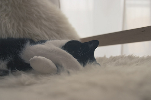  可爱的猫咪大全图片之二  