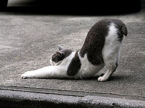  可爱的猫咪大全图片之二  
