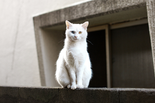  可爱的猫咪大全图片之二  