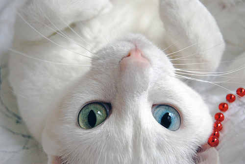  可爱的猫咪大全图片之二  