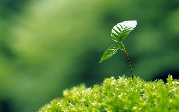 绿色植物可爱美图