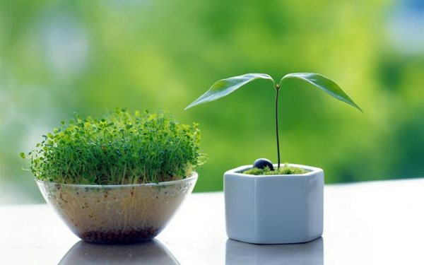 绿色植物可爱美图