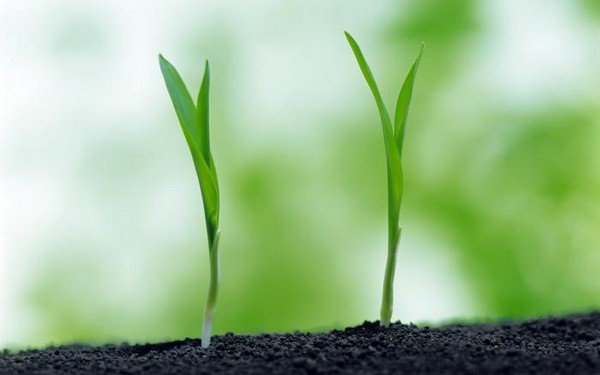 绿色植物可爱美图