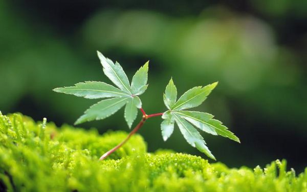 绿色植物可爱美图
