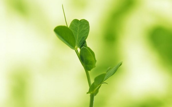 绿色植物可爱美图