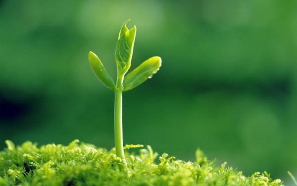 绿色植物可爱美图