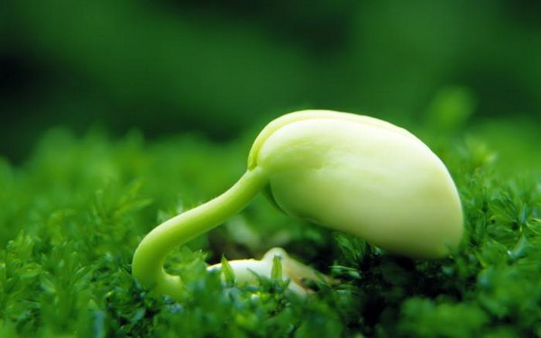 绿色植物可爱美图