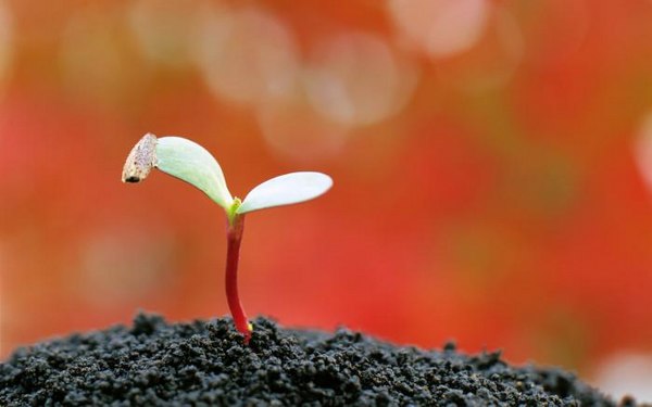 绿色植物可爱美图 www.bugela.com 