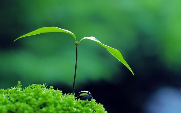 绿色植物可爱美图 www.bugela.com 