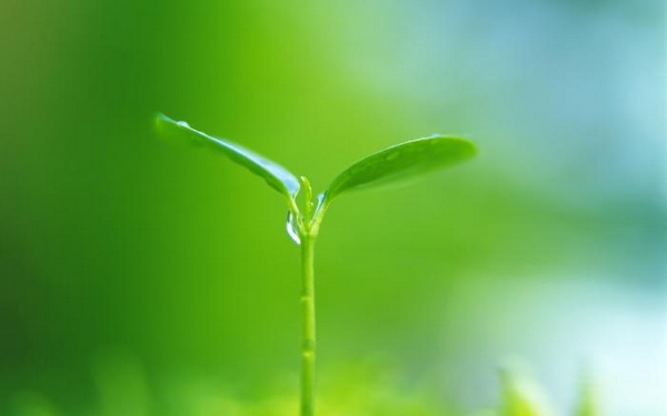 绿色植物可爱美图 www.bugela.com 
