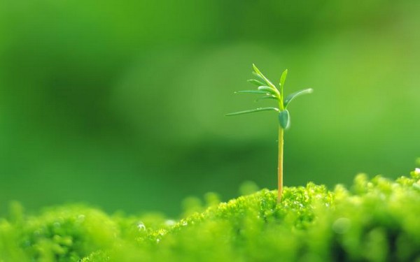 绿色植物可爱美图 www.bugela.com 