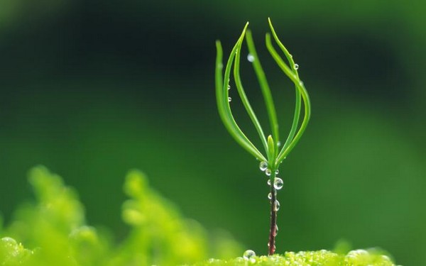 绿色植物可爱美图 www.bugela.com 