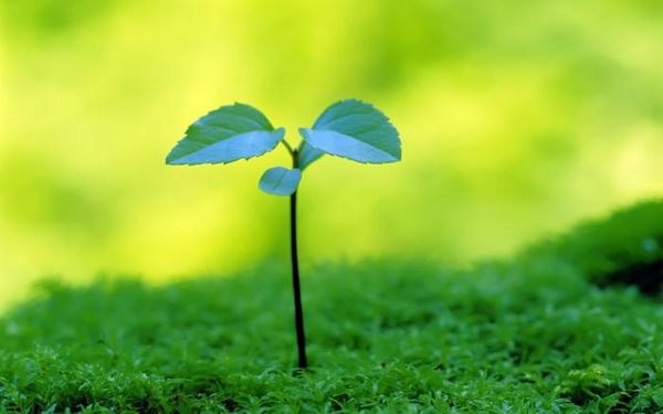 绿色植物可爱美图 www.bugela.com 