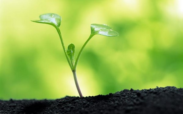 绿色植物可爱美图 www.bugela.com 