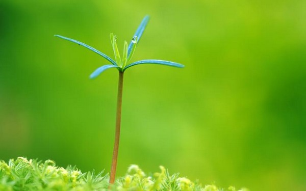 绿色植物可爱美图 www.bugela.com 