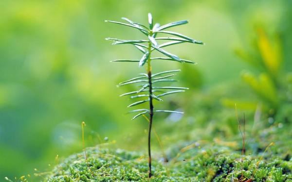 绿色植物可爱美图 www.bugela.com 