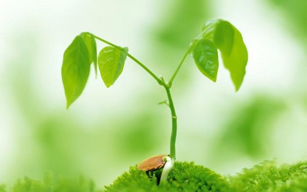 绿色植物可爱美图 www.bugela.com 