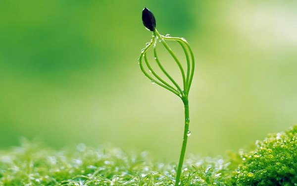 绿色植物可爱美图 www.bugela.com 