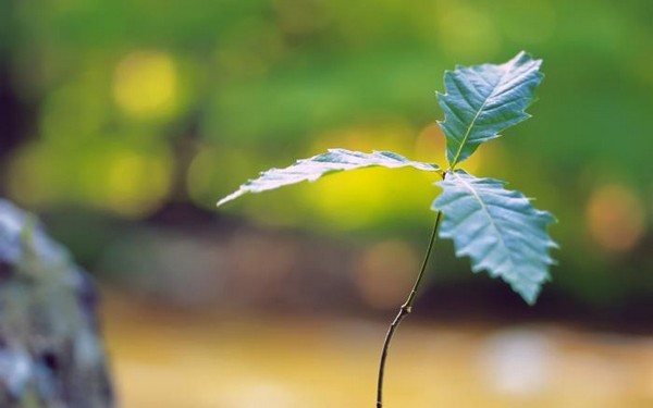 绿色植物可爱美图 www.bugela.com 