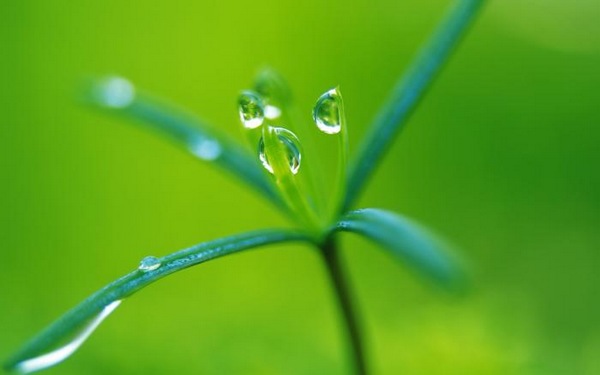 绿色植物可爱美图 www.bugela.com 