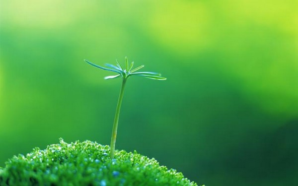 绿色植物可爱美图 www.bugela.com 