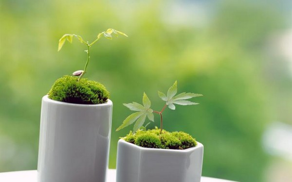 绿色植物可爱美图 www.bugela.com 