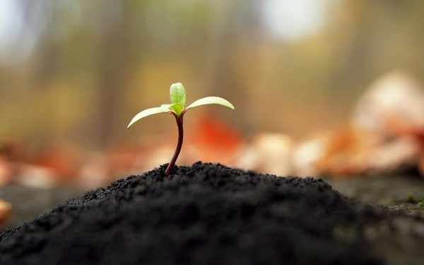 绿色植物可爱美图 www.bugela.com 