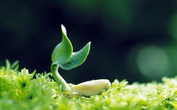 绿色植物可爱美图 www.bugela.com 