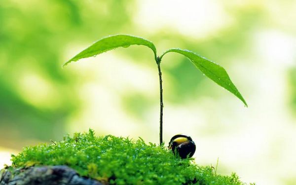 绿色植物可爱美图 www.bugela.com 