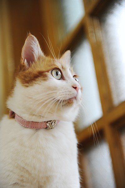 二只猫咪清晰可爱美图