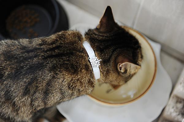 二只猫咪清晰可爱美图