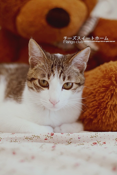 大棕熊怀里的猫咪宝宝