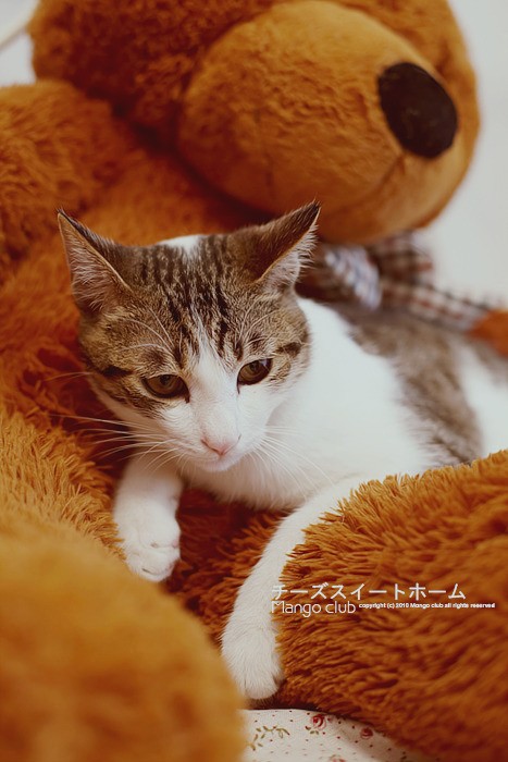 大棕熊怀里的猫咪宝宝