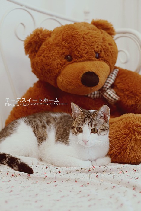 大棕熊怀里的猫咪宝宝