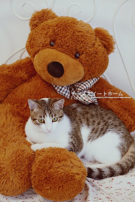 大棕熊怀里的猫咪宝宝