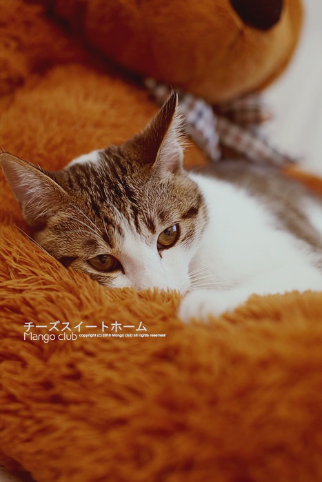 大棕熊怀里的猫咪宝宝